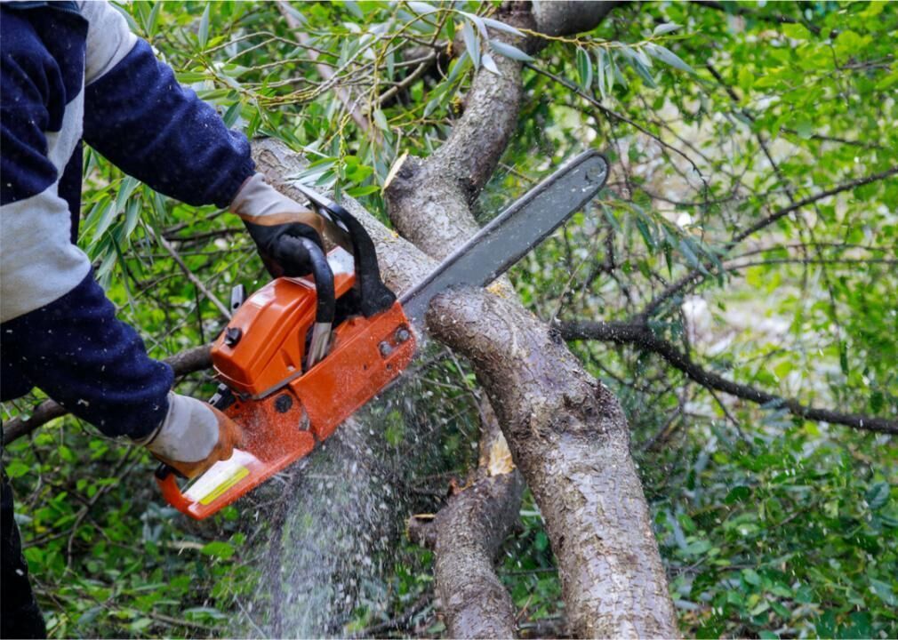 #13. Trim the trees near your home